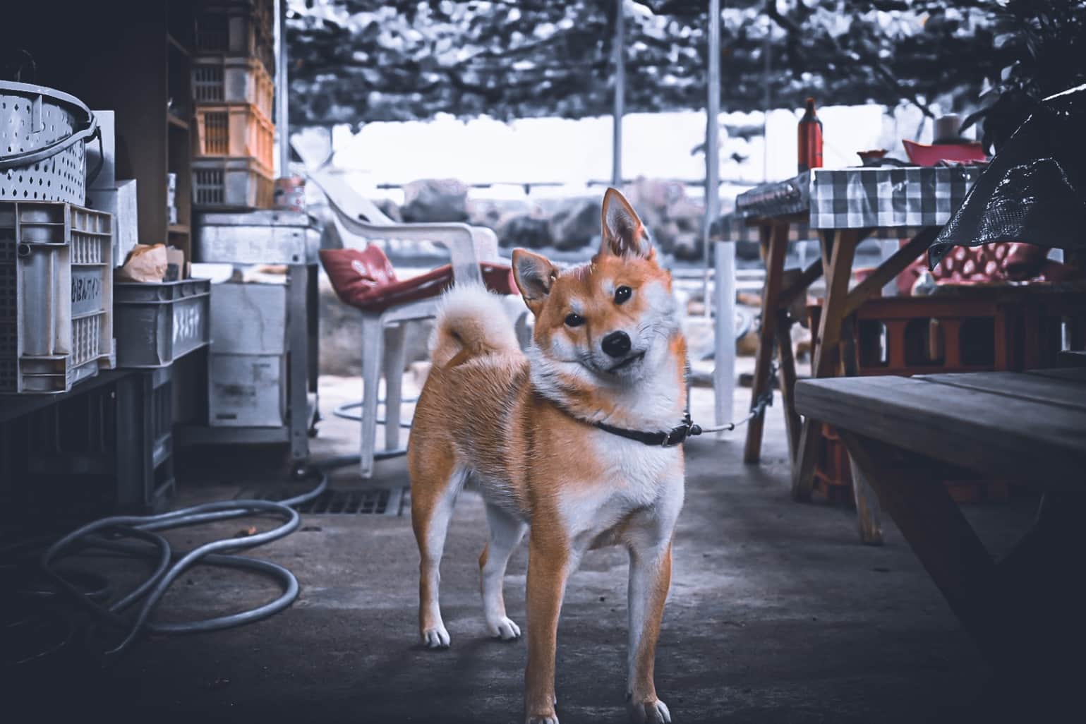 Curious Shiba Inu in a Rustic Japanese Farm Setting