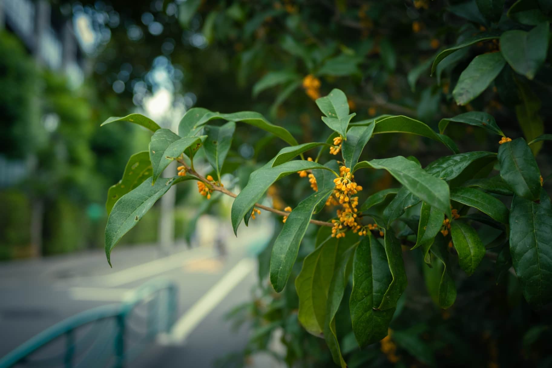Close-up of Fragrant Olive (Kinmokusei) Flowers on an Urban Street