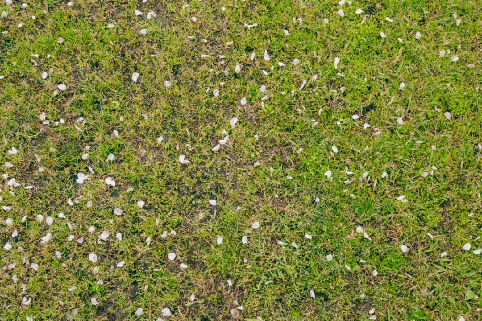 Whispers of Spring: Petals on the Green