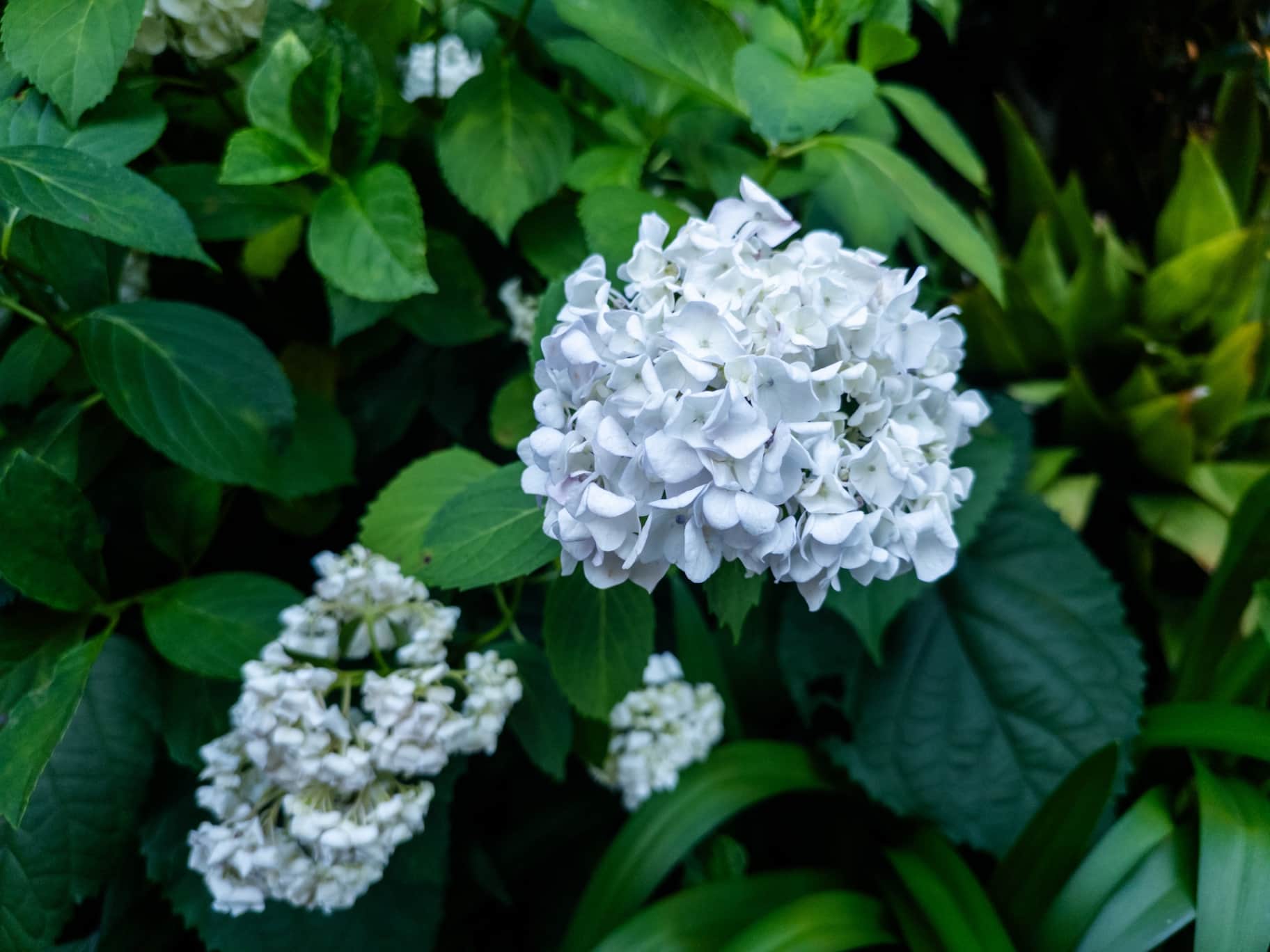 White Hydrangea Flowers Blooming in Early Summer Greenery