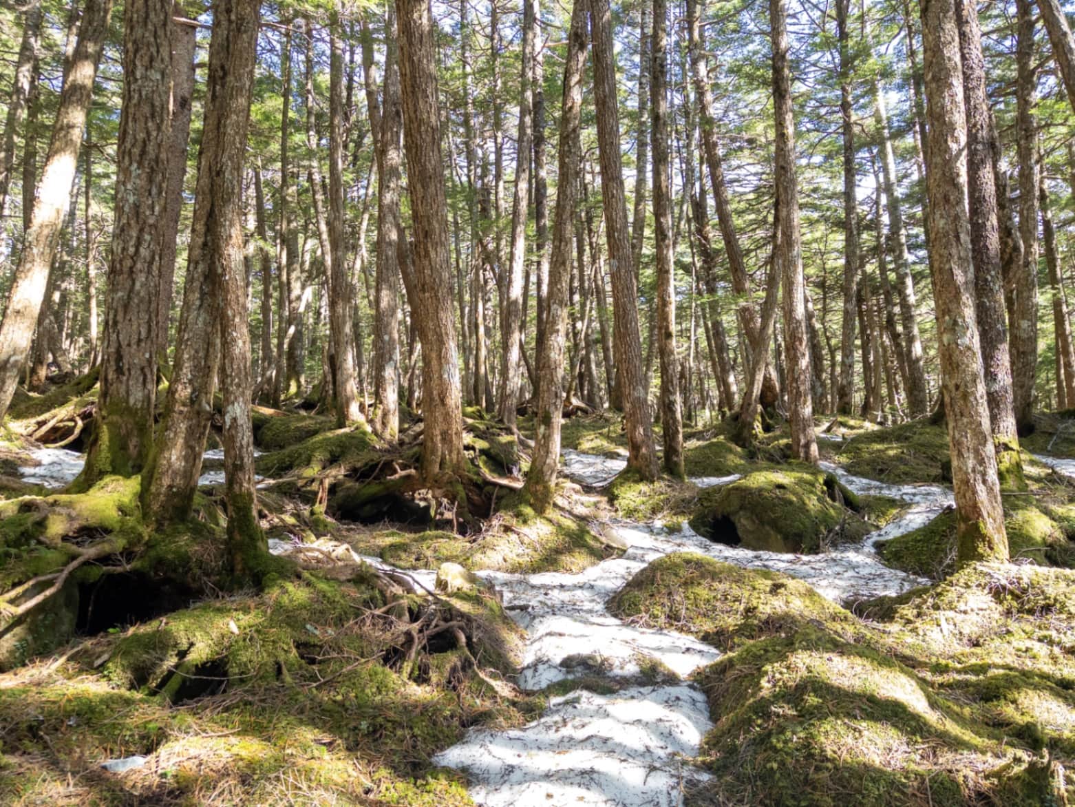 Sunlit Ancient Forest with Green Moss and Melting Snow