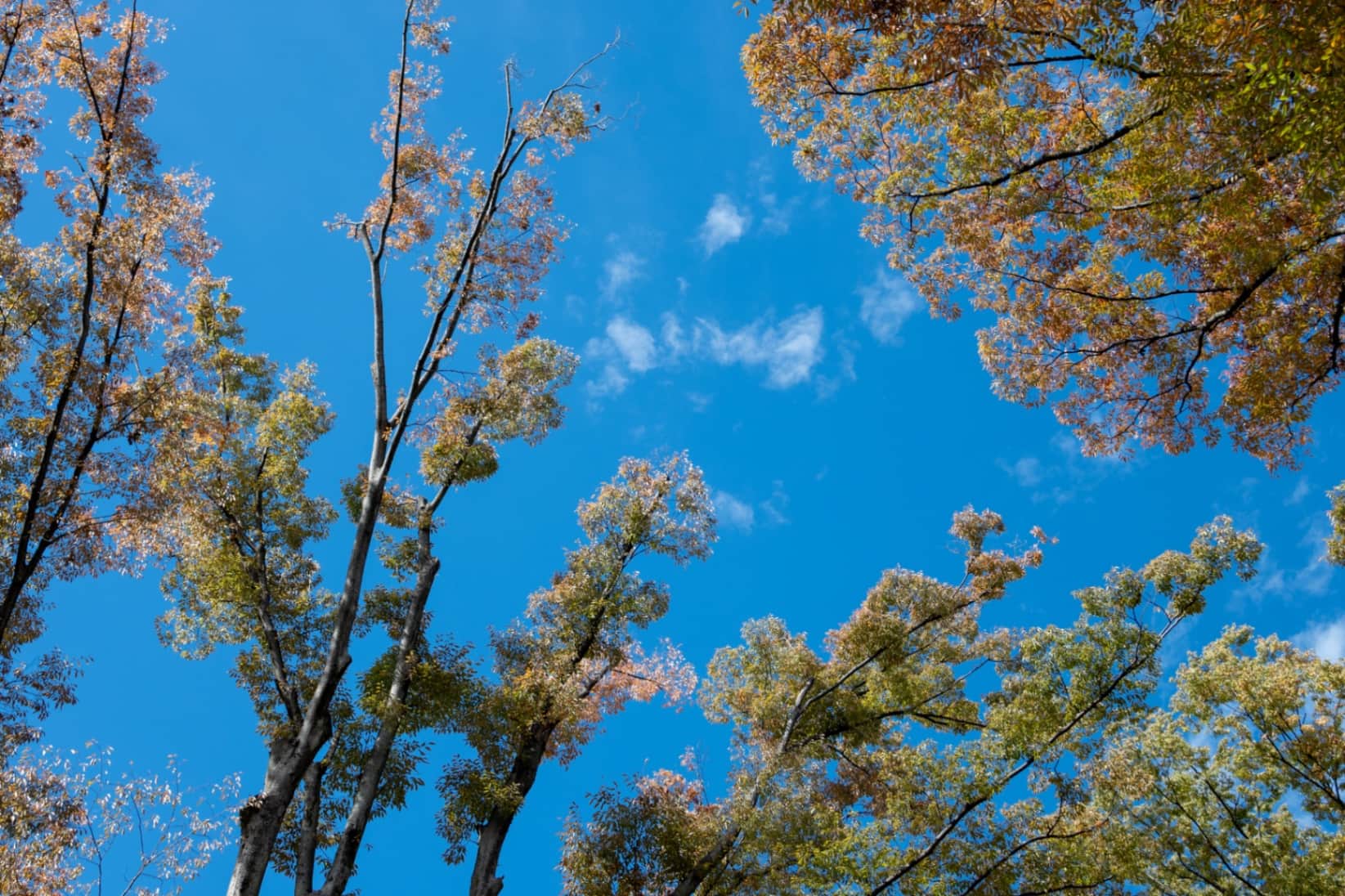 Low Angle View of Autumn Trees Against a Clear Blue Sky