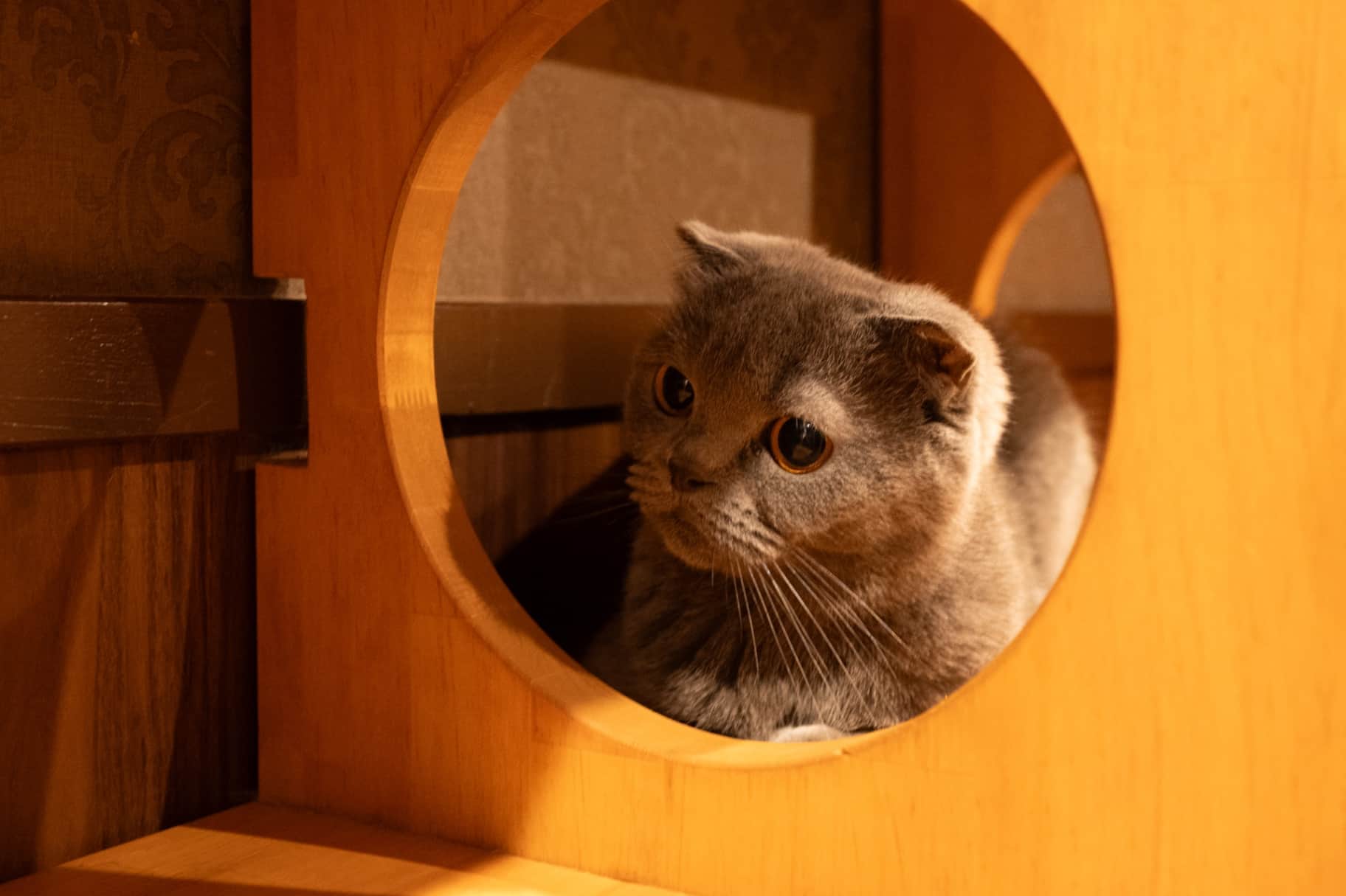 Peering Through the Portal