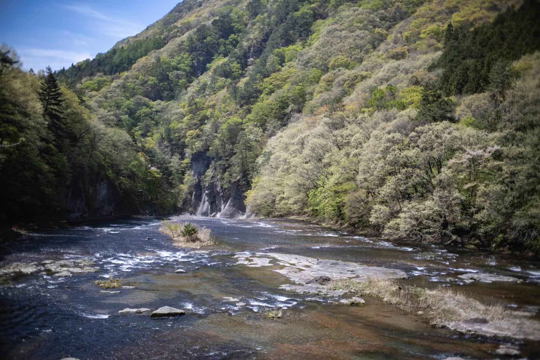 Riverside Serenity: Into the Wild