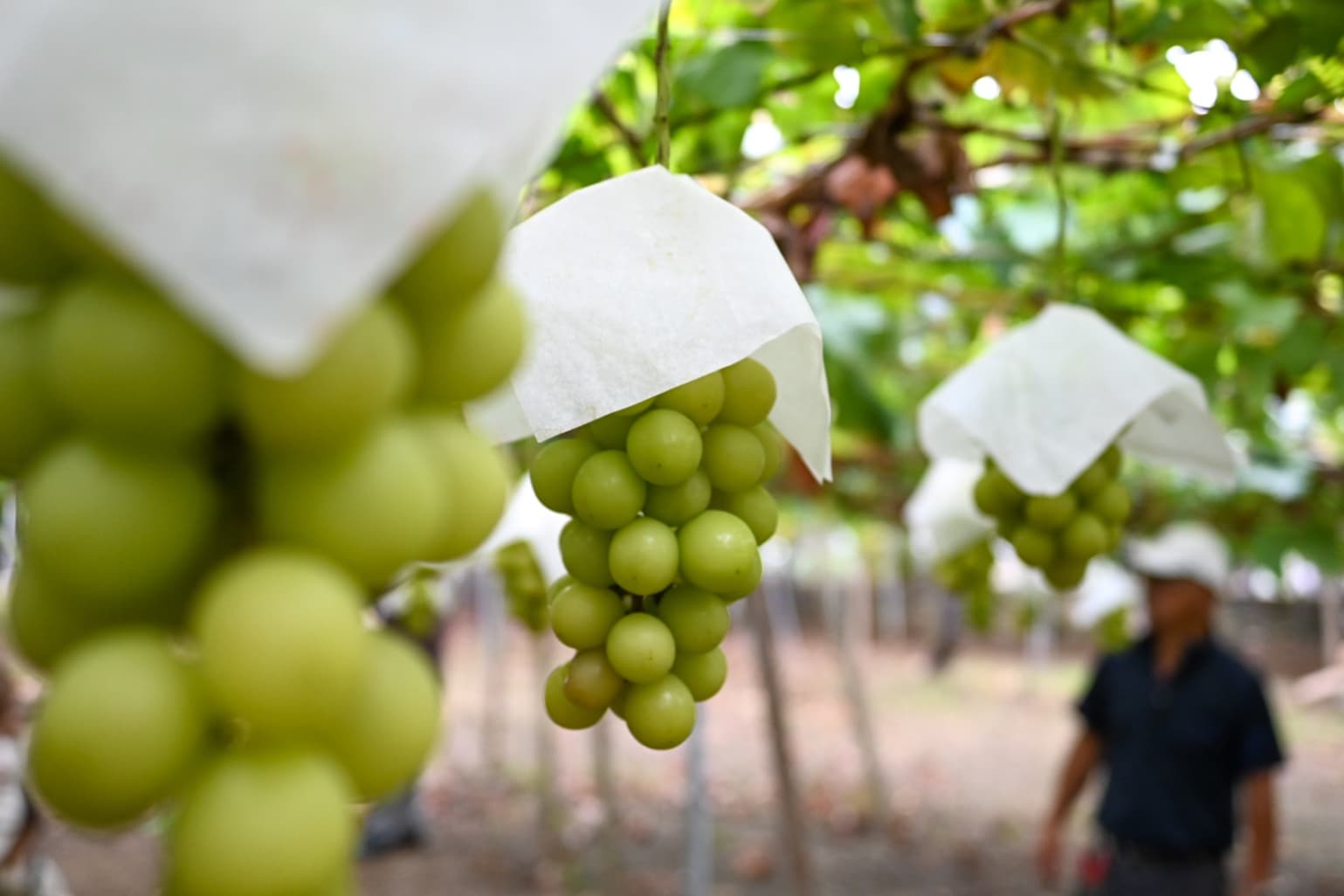Close-up of Shine Muscat grapes with white paper covers hanging in a vineyard with a blurred person in the background.
