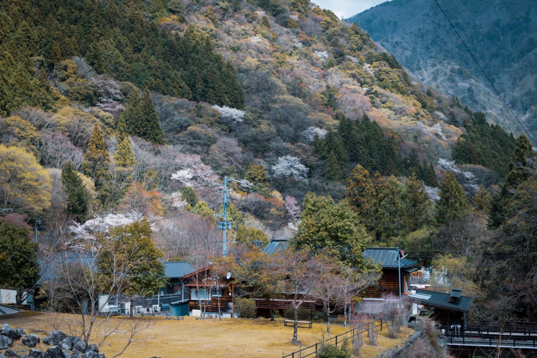 A wide shot of a lush mountain slope with white cherry blossom trees scattered among evergreens, overlooking small traditional houses in a Japanese village.