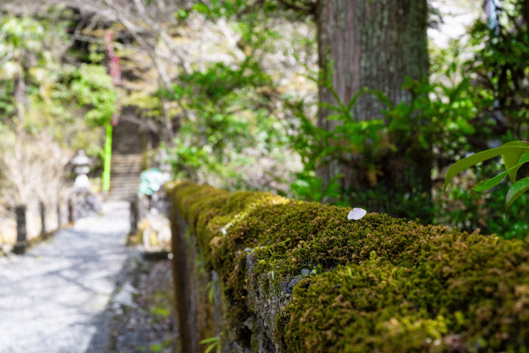 A close-up shot of a single cherry blossom petal on a mossy wall with a blurred background of a temple path and stone lanterns.