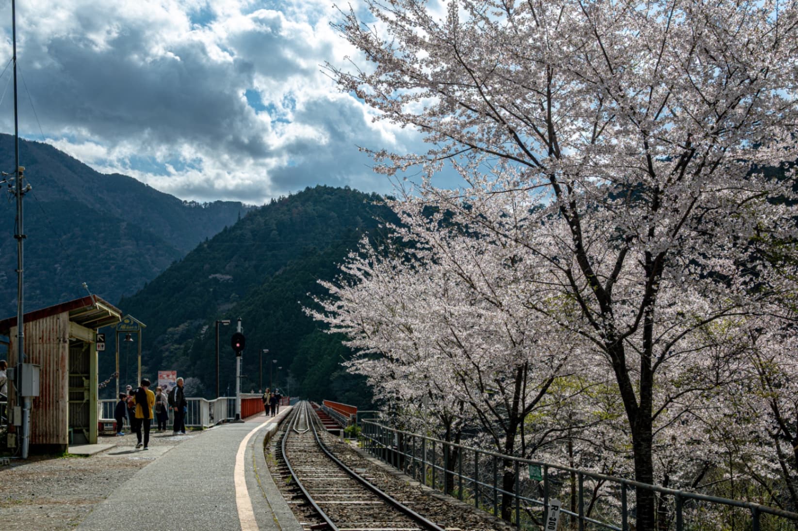 A scenic view of cherry blossom trees in full bloom next to a rural railway track with green mountains in the background and people walking on the platform.