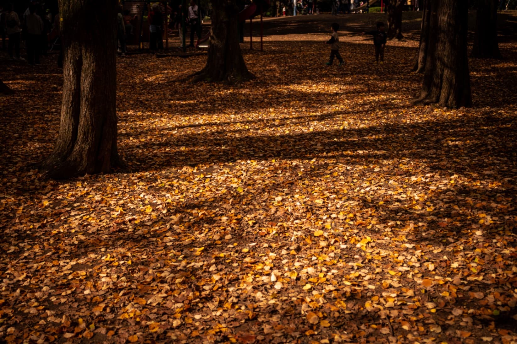 Ground covered in fallen yellow and brown leaves with dappled sunlight from tall trees.