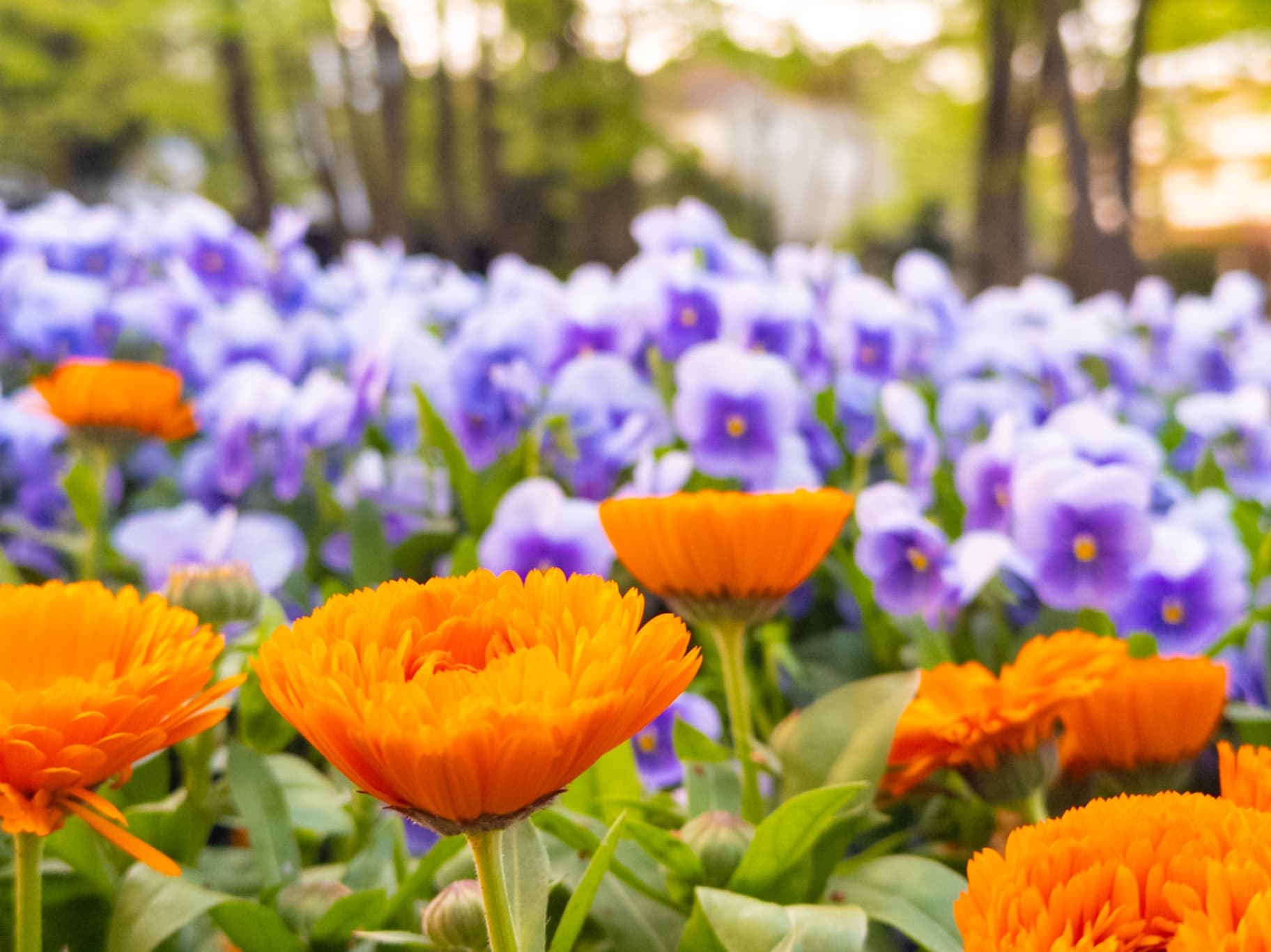 Close-up of bright orange flowers with a soft-focus background of purple pansies and green trees.