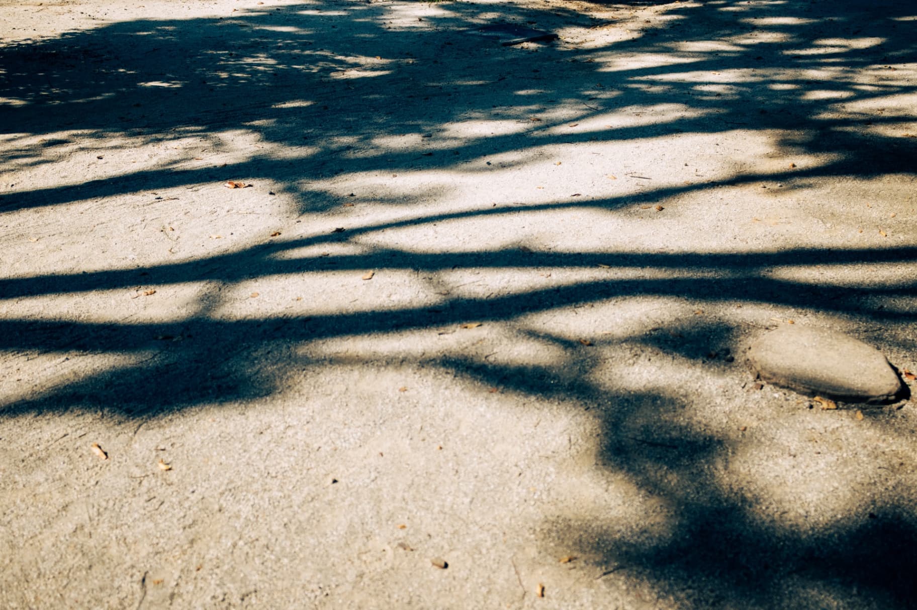 Dark tree shadows cast on a light-colored sandy ground with some fallen leaves.