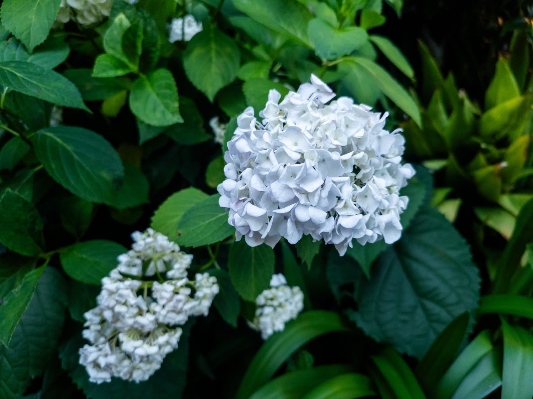 Close-up of white hydrangea flowers with lush green leaves.
