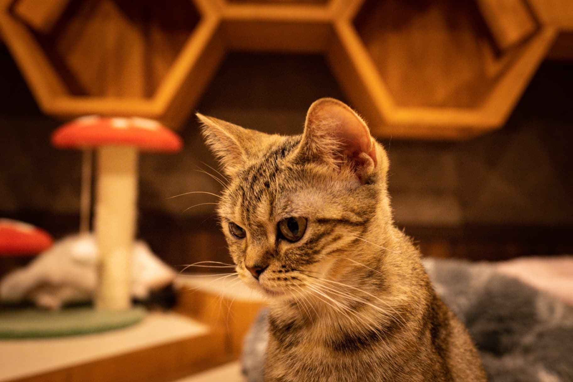 Close-up profile shot of a brown tabby cat with focused eyes in a warm indoor setting with wooden decor.