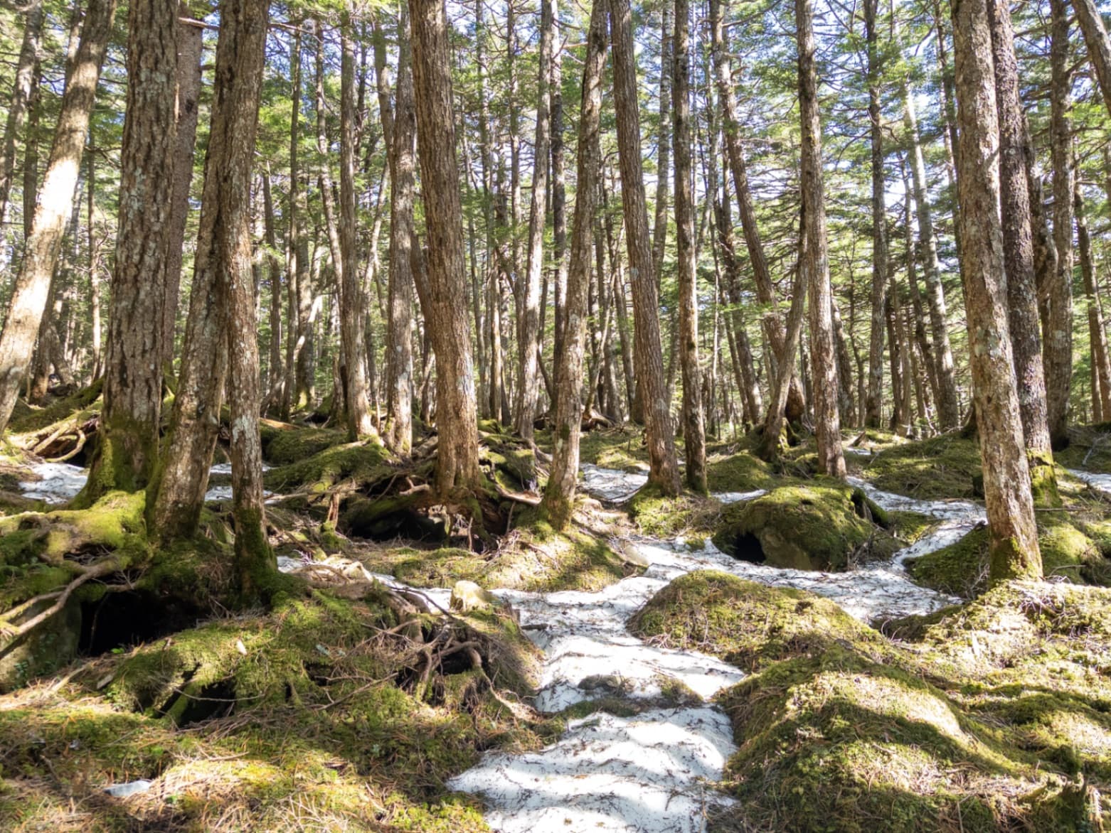 Mossy forest floor with patches of snow and tall evergreen trees in Nagano.