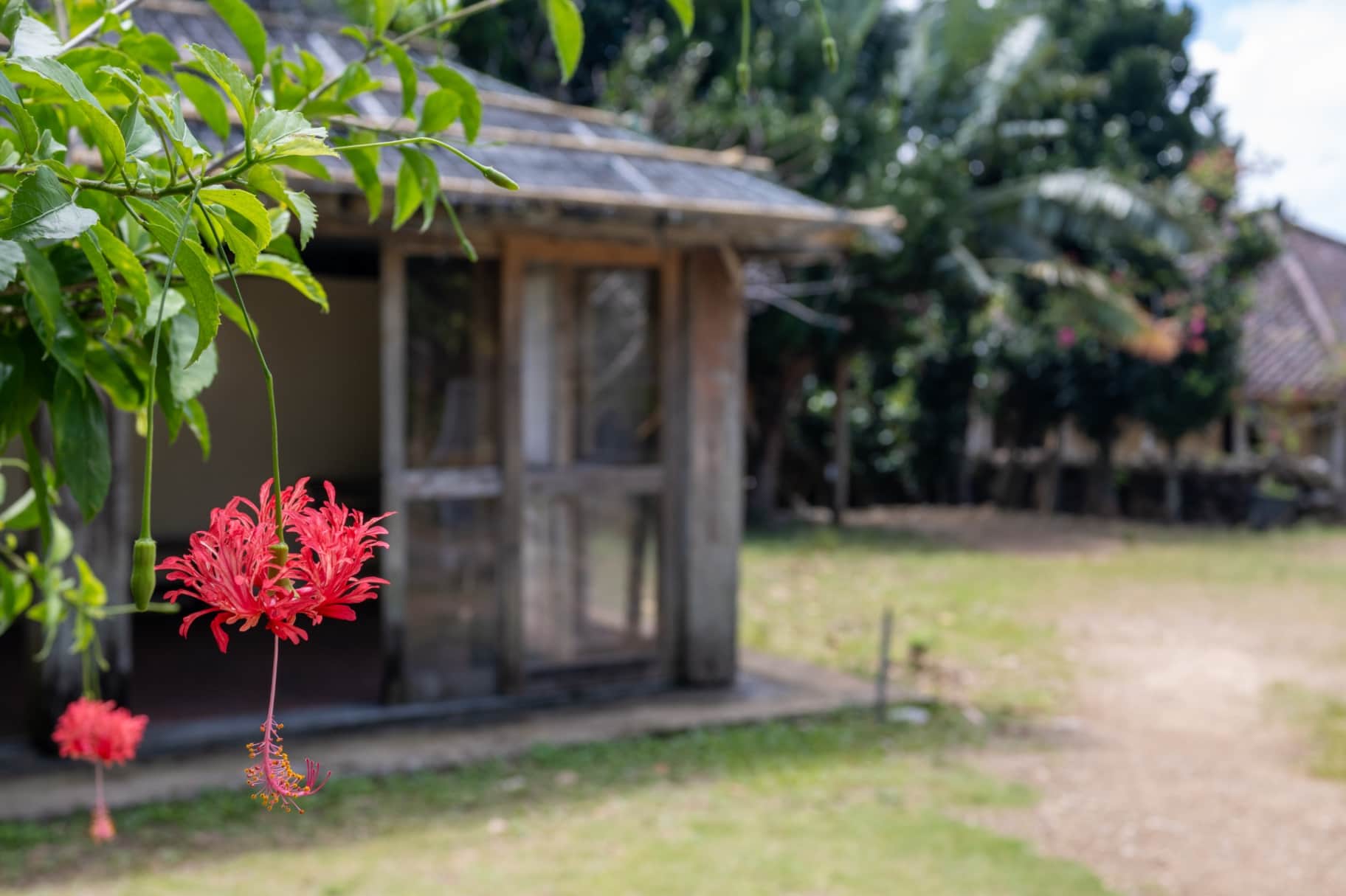 The Pulse of Ishigaki