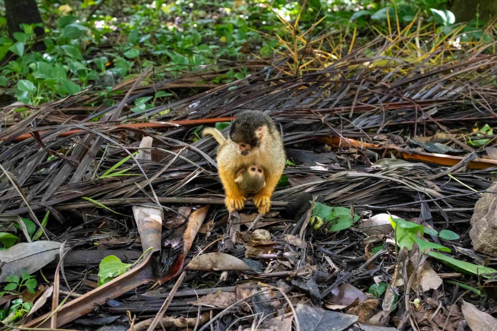 Nature's Gentle Embrace: The Squirrel Monkey Family